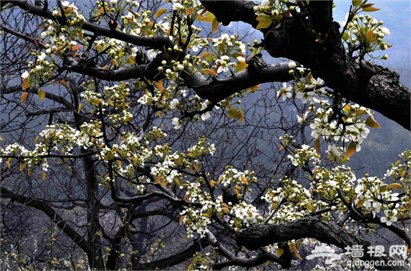 4月賞梨花去哪兒 盤點北京周邊賞梨花地[牆根網]