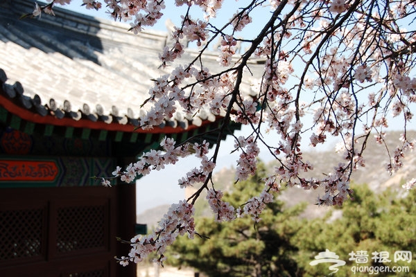 京郊踏青集結號 又到春花爛漫時