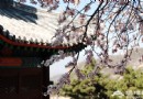 北京四月去哪玩？京郊踏青集結號
