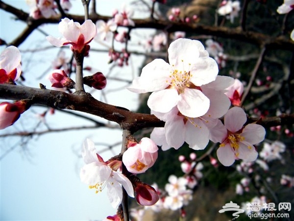 京郊踏青集結號 又到春花爛漫時