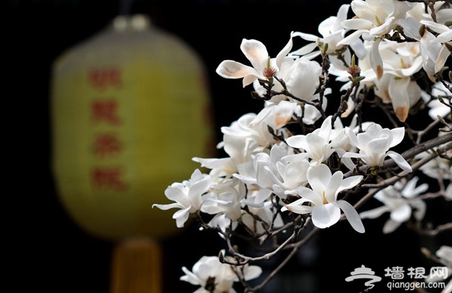 自助游大覺寺攻略 大覺寺賞玉蘭