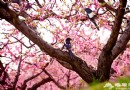 清明節北京踏青去哪?北京清明周邊踏青好去處推薦