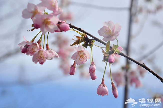 2014北京清明節去哪玩 2014北京清明踏青賞花好去處