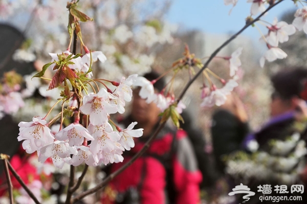 清明踏青賞櫻花 2013玉淵潭櫻花節攻略