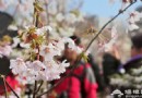 2014玉淵潭櫻花節游玩攻略