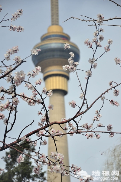 清明踏青賞櫻花 2013玉淵潭櫻花節攻略