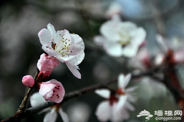 清明踏青賞櫻花 2013玉淵潭櫻花節攻略