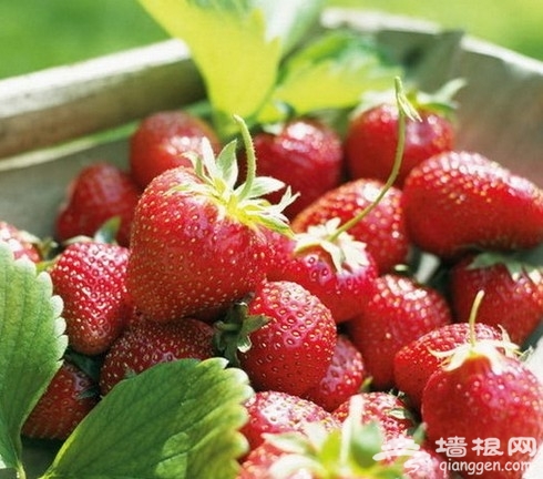 昌平草莓采摘哪裡好 北京周邊摘草莓喽！[牆根網]