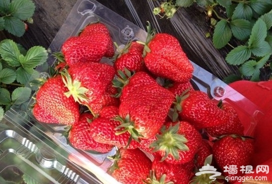 昌平草莓采摘哪裡好 北京周邊摘草莓喽！[牆根網]