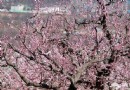 2014北京杏花花期 2014北京春季踏青賞杏花好地方