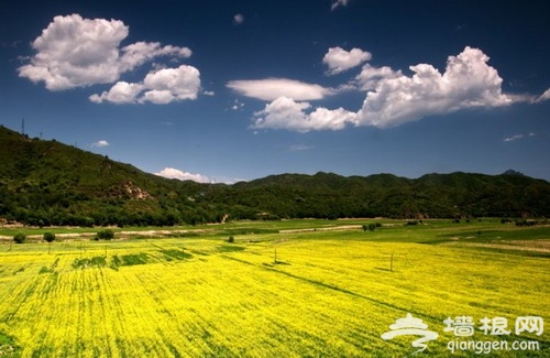 假日郊游攻略 春季京城賞油菜花好去處