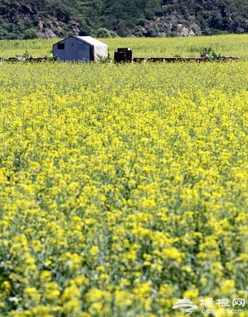 假日郊游攻略 春季京城賞油菜花好去處