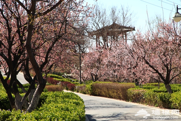 北宮森林公園踏青節游玩攻略  北宮森林公園清明踏青賞花線路推薦  