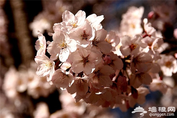 在北京賞櫻花，絢爛盡在你身邊！