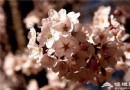 北京去哪看櫻花?在北京賞櫻花，絢爛盡在你身邊！