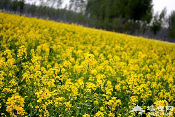 北京花海全攻略：京郊有花海，何必下江南