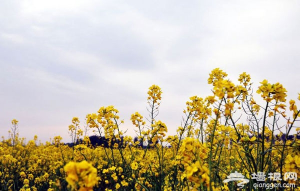 北京花海全攻略：京郊有花海，何必下江南