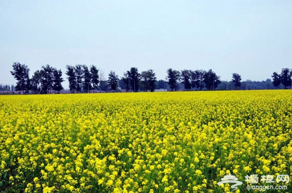 北京花海全攻略：京郊有花海，何必下江南