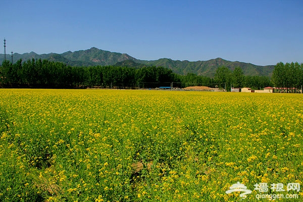 北京花海全攻略：京郊有花海，何必下江南