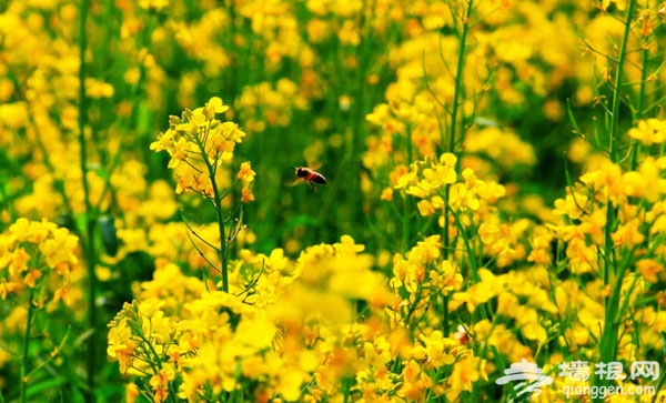北京花海全攻略：京郊有花海，何必下江南
