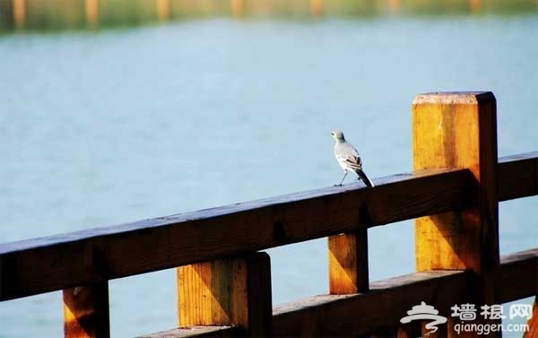 自助游野鴨湖 春季踏青觀鳥好去處