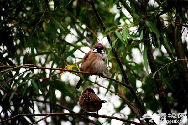 自助游野鴨湖 春季踏青觀鳥好去處