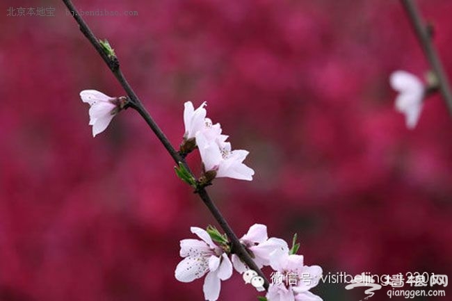 北京春游去哪玩 2014北京春季踏青賞花全攻略寶典