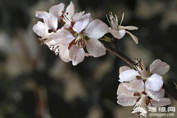 北京春天賞花 拍攝花朵攻略及目的地推薦