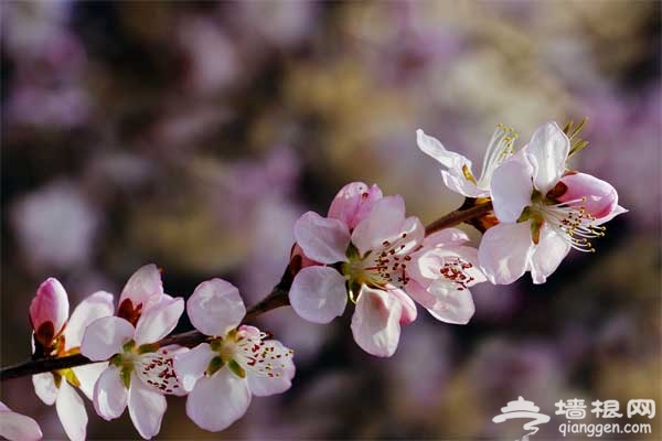 北京春天賞花 拍攝花朵攻略及目的地推薦