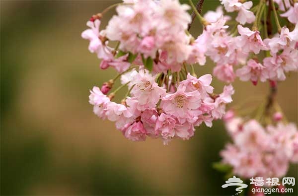 北京春天賞花 拍攝花朵攻略及目的地推薦