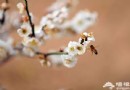 春日賞梅就去鹫峰國家森林公園