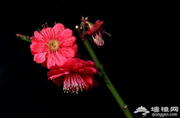 春日賞梅就去鹫峰國家森林公園