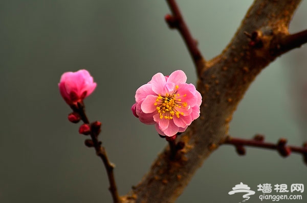 春日賞梅就去鹫峰國家森林公園