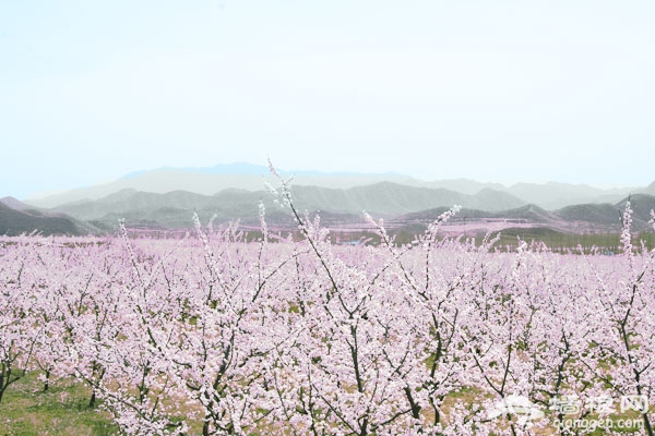 大興龐各莊萬畝梨園看梨花 