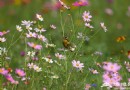 北京春游踏青登山賞花好去處 北京春季賞花花語