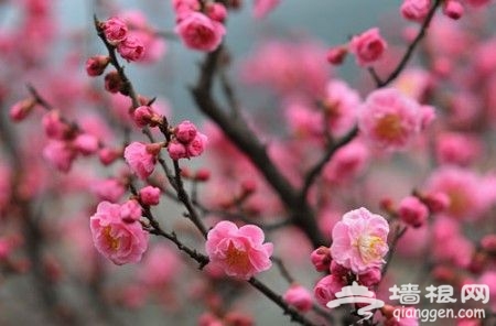 海澱-鹫峰國家森林公園國際梅園 