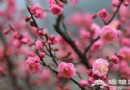 2014京郊春季賞花攻略