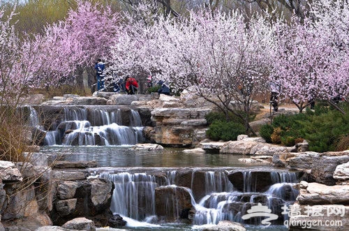 平谷-北京植物園 平谷-北京植物園