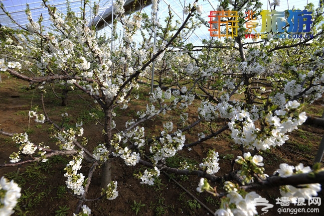 京郊密雲去賞花 櫻桃花觀賞攻略