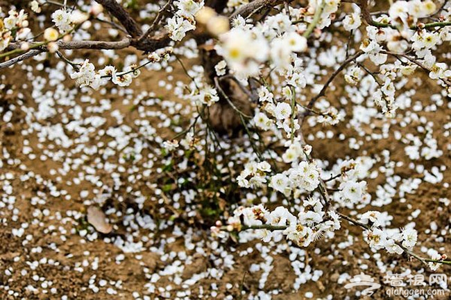 春季京郊密雲去賞花 櫻桃花觀賞攻略