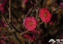 2014北京春天賞花攝影攻略