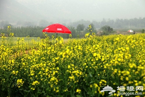 假日郊游攻略 春季京城賞油菜花好去處