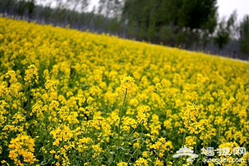 北京去哪裡看油菜花?京郊油菜花觀賞全攻略[牆根網]