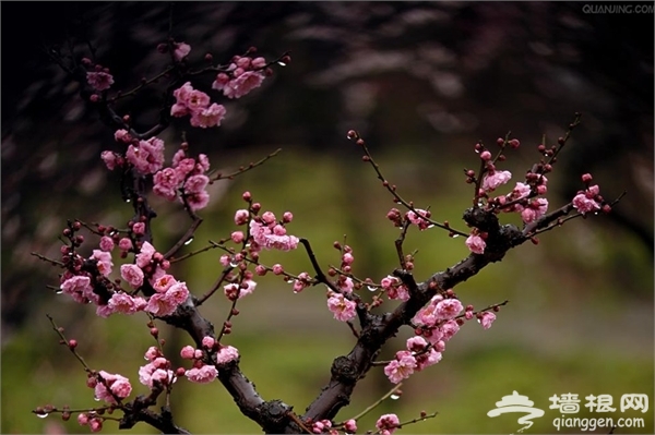 觀景賞花燒烤 京郊5個踏青好去處[牆根網]