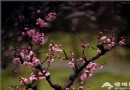 鹫峰數百株梅花迎春