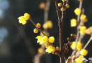 2014香山公園臘梅谷賞梅出行寶典攻略