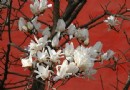 長安街新華門