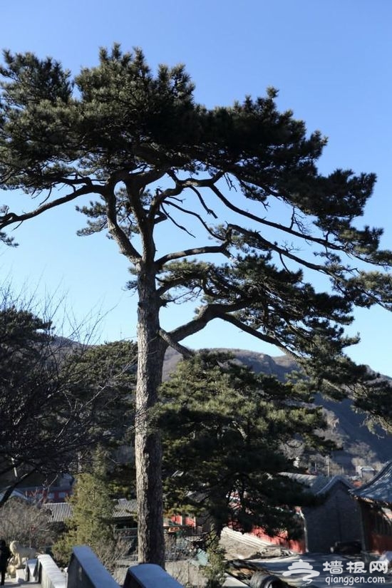 春節祈福去哪兒?盤點京城香火最旺的寺廟