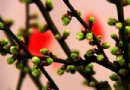 2014世界花卉大觀園梅花展攻略