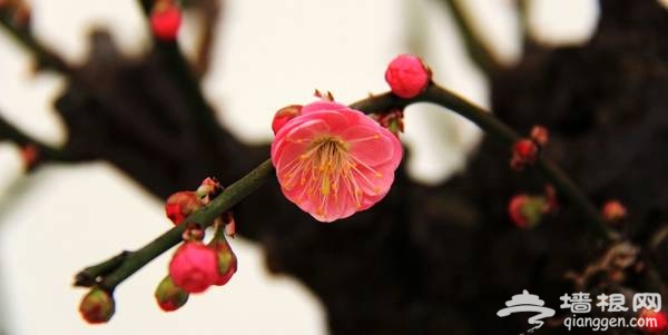 2014世界花卉大觀園梅花展開幕 冬季賞梅好去處